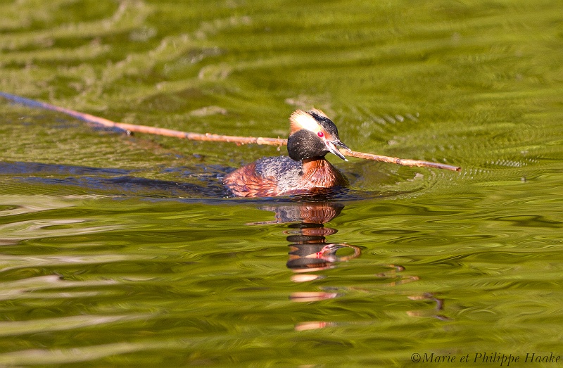 Grebe esclavon 6033_wm.jpg - Grèbe esclavon, Podiceps auritus, Horned Grebe (Suède, mai 2011)